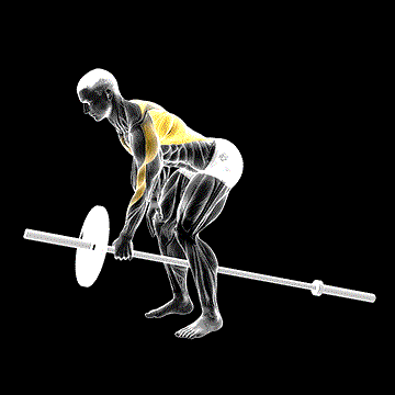 Lever One-Arm Bent-Over Row (Plate Loaded) demonstration
