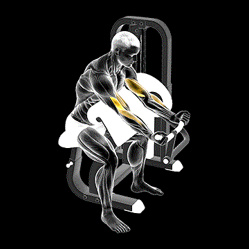 Lever Preacher Curl demonstration