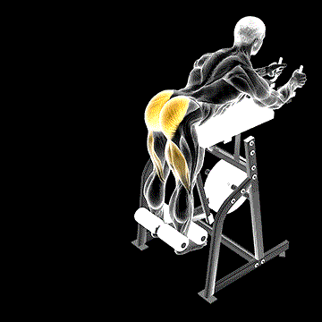 Lever Reverse Hyperextension demonstration