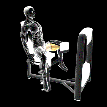 Lever Seated Hip Adduction demonstration