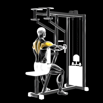 Lever Seated Reverse Fly (Parallel Grip) demonstration