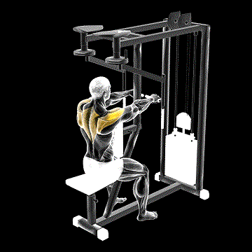 Lever Seated Reverse Fly demonstration