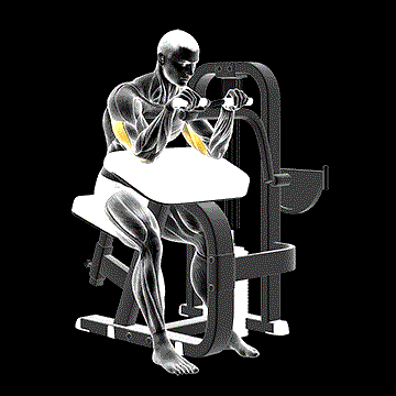 Lever Triceps Extension demonstration