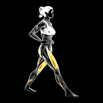 Lunge demonstration