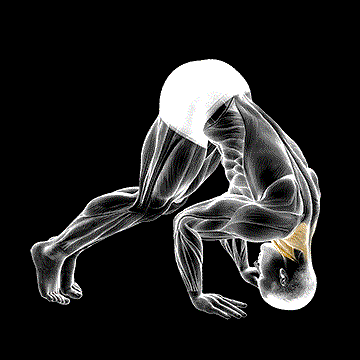 Neck Bridge Prone demonstration