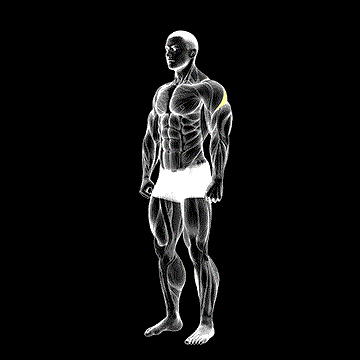 Rear Deltoid Stretch demonstration