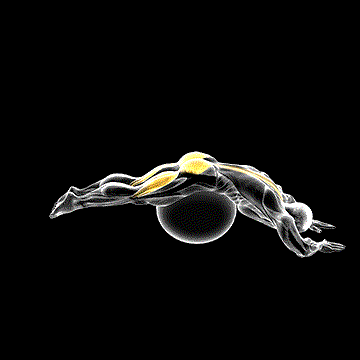 Reverse Hyperextension (w/ Stability Ball) demonstration