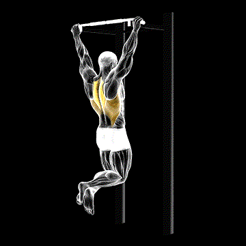 Scapular Pull-up demonstration