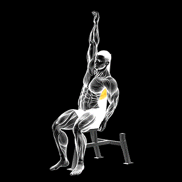 Seated Lower Back Stretch demonstration