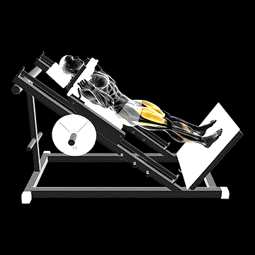 Sled Hack Squat demonstration