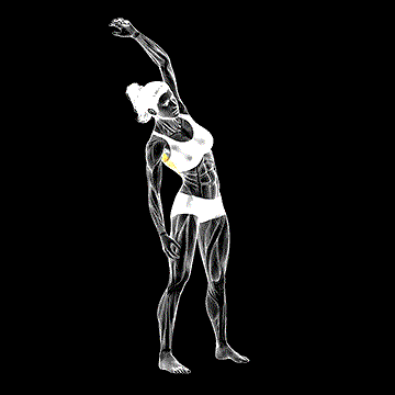 Side Bend Stretch demonstration