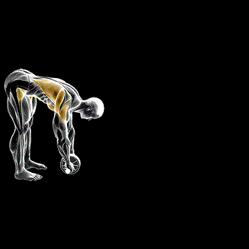 Standing Wheel Rollout demonstration
