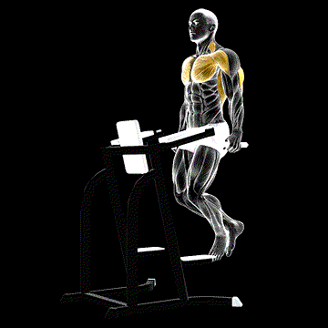 Triceps Dip demonstration