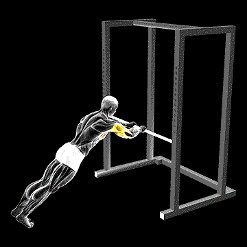 Triceps Press demonstration