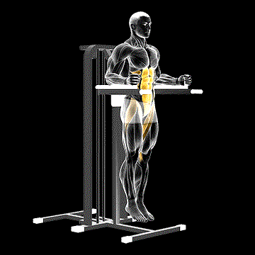 Vertical Leg Raise demonstration