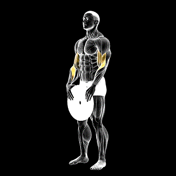 Weighted Standing Curl demonstration