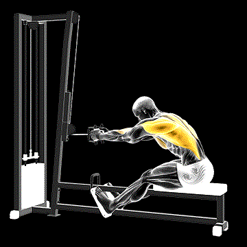 Cable Seated Row demonstration