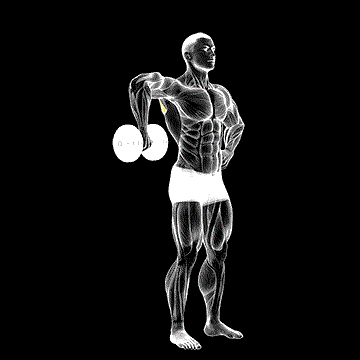 Dumbbell Upright Shoulder External Rotation demonstration