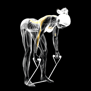 Band Bent-over Row demonstration