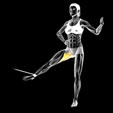 Band Hip Adduction demonstration