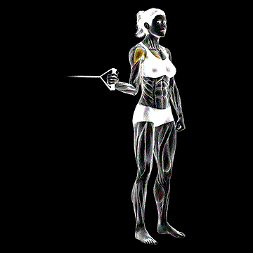 Band Standing Internal Shoulder Rotation demonstration