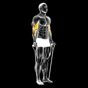 Band Alternating Bicep Curl demonstration