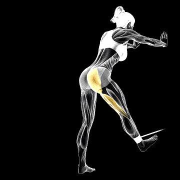 Band Bent-over Hip Extension demonstration