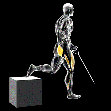 Band One-Arm One-Leg Split Squat demonstration