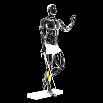 Band Single-leg Reverse Calf Raise demonstration
