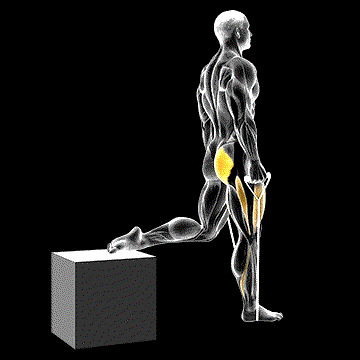Band One-Leg Split Squat demonstration