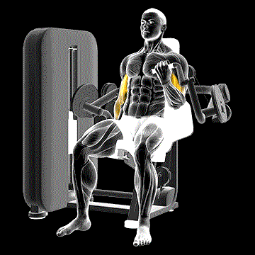 Lever Alternate Biceps Curl demonstration
