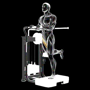 Lever Standing Leg Raise demonstration
