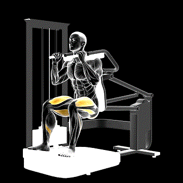 Lever Chair Squat demonstration