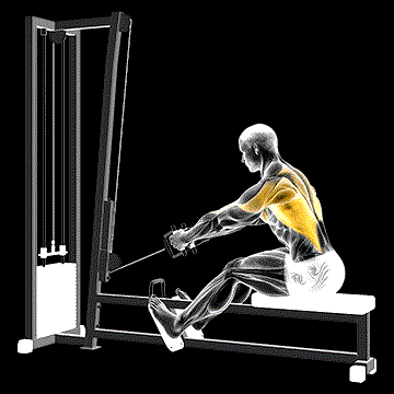 Cable Elevated Row demonstration