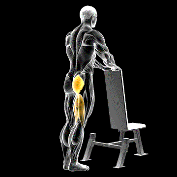 One-Leg Kickback (w/ Bench Support) demonstration
