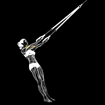 Suspender Arm Curl demonstration