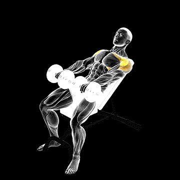 Dumbbell Incline Front Raise demonstration