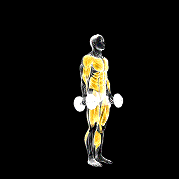 Dumbbell Burpee demonstration