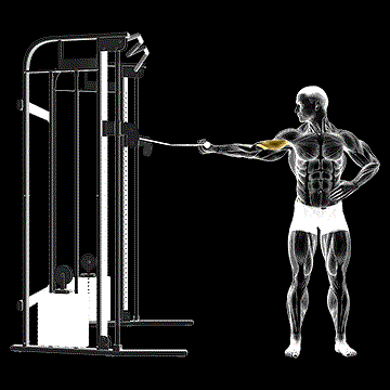 Cable One-Arm Inner Bicep Curl demonstration