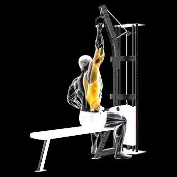 Cable One-Arm Lat Pulldown demonstration
