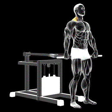 Lever Shrug demonstration