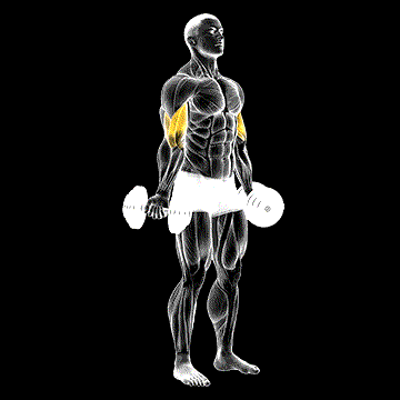 Dumbbell Standing Inner Bicep Curl demonstration