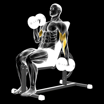 Dumbbell Incline Alternate Hammer Curl demonstration