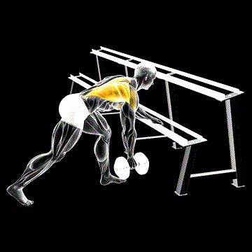 Dumbbell One-Arm Row (Rack Support) demonstration
