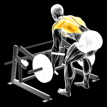 Lever Row demonstration