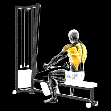 Cable Seated Row (Bent Bar) demonstration