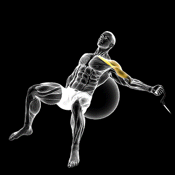 Cable One-Arm Incline Fly on Exercise Ball demonstration