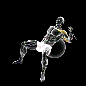 Cable One-Arm Incline Press (w/ Exercise Ball) demonstration