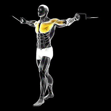 Cable Standing-up Straight Crossover demonstration