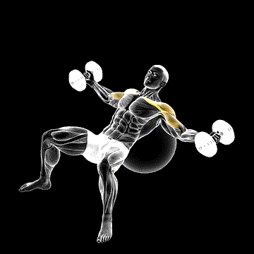 Dumbbell Incline Fly on Exercise Ball demonstration